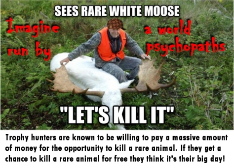 Trophy hunters - Stupidity sees rare white moose let's kill it