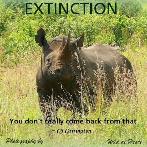 Message - Extinction rhino