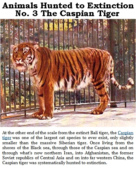 Trophy hunters - Extinction animals hunted to No. 3 Caspian Tiger