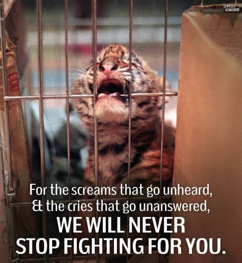 Big cats - Tiger cub we will never stop fighting