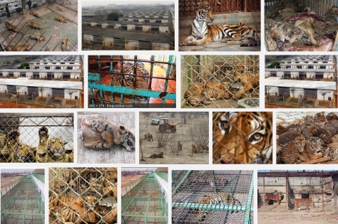 Big cats - Tiger farms
