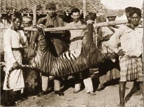 Big cats - Tiger, the only known photograph of a Balinese tiger