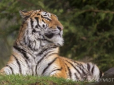Big cats - Tigers Beautiful 01