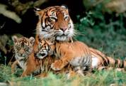 Big cats - Tigers Beautiful 06