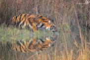 Big cats - Tigers Beautiful 10