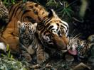 Big cats - Tigers Beautiful 11