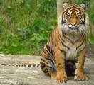Big cats - Tigers Beautiful 13