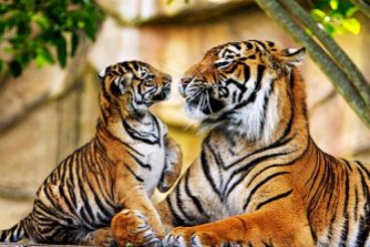 Big cats - Tigers Beautiful 14