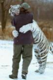 Big cats - Tigers Beautiful 15