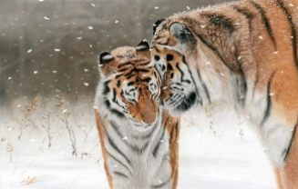 Big cats - Tigers Beautiful 18