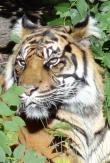 Big cats - Tigers Beautiful 20