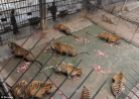 Big cats - Tigers farmed in China 02