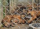 Big cats - Tigers farmed in China 03