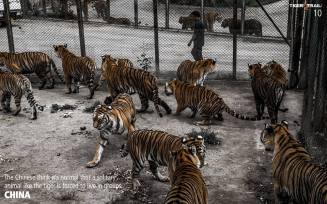 Big cats - Tigers farmed in China 04