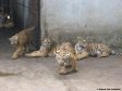 Big cats - Tigers farmed in China 05