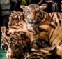 Big cats - Tigers farmed in China 06