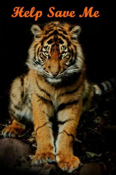 Big cats - Tigers help save me