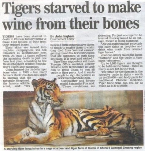 Big cats - Tigers started to make wine from their bones