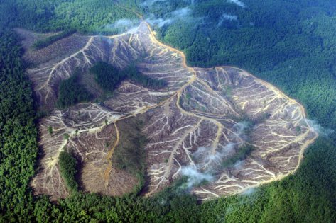 Deforestation and pollution - Palm oil companies 10