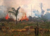 Deforestation and pollution - Palm oil companies 9