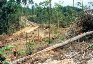 Environmental - Deforestation 11