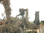 Environmental - Deforestation 17