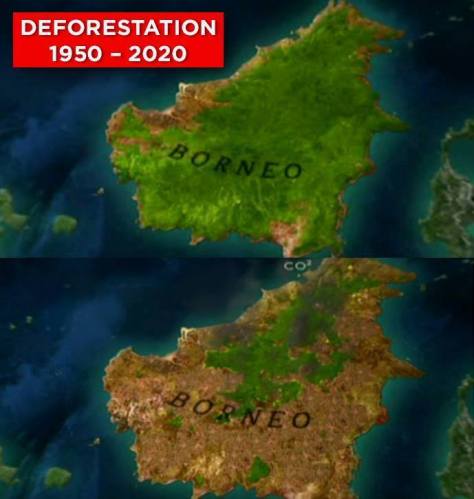 Environmental - Deforestation Borneo
