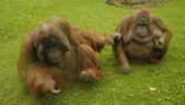 Environmental - Deforestation orangutans