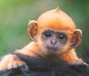 Monkeys - 03 babay-monkey