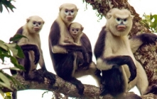 Monkeys 06