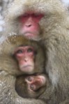 Monkeys - 07 Japanese snow monkeys