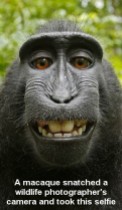 Monkeys - 12 Macaque self portrait