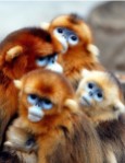 Monkeys - 14 African snub-nosed monkeys