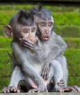 Monkeys - 15 Macaques