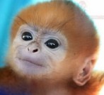 Monkeys - 17 cute-baby-golden-lion-tamarin