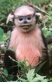Monkeys - 38 nature-fauna-mammals-primates-tonkin-snub-nosed-monkey