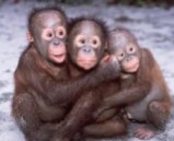 Monkeys - 39 Orangutans