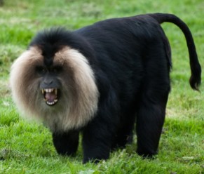 Monkeys - 40 Pin lion tailed macaque