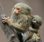 Monkeys - 46 Twin-Pygmy-Marmosets-Thriving-at-Belfast-Zoo-412766-2