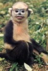 Monkeys - 48 Tonkin snub-nosed monkey 2