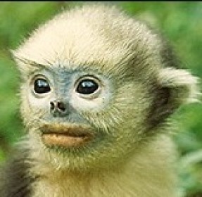 Monkeys - 49 Tonkin snub-nosed monkey