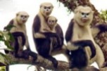 Monkeys - 50 Tonkin snub-nosed monkeys
