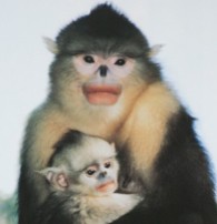Monkeys - 51 Yunnan snub-nosed monkey