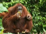 Monkeys - Orangutan 1