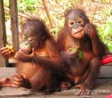 Monkeys - Orangutan babies