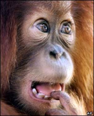 Monkeys - Orangutan baby