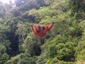Monkeys - Orangutan in tree