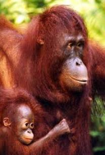 Monkeys - Orangutan mother and baby 1
