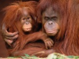 Monkeys - Orangutan mother and baby 2
