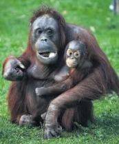 Monkeys - Orangutan mother and baby 3